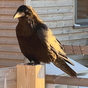 Nærbllede af ravn med gult solstrejf på vingen Karen Motzfeldt foto